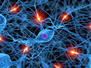 Body-Brain-Neurons